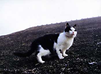 Minou op rieten dak van de boerderij