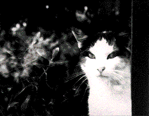 FRANSE KAT