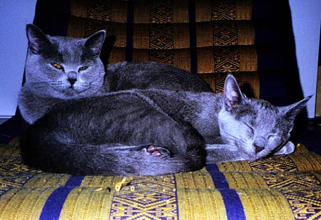Uma & Zusje